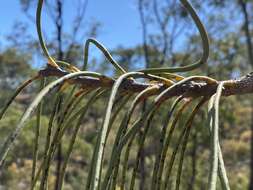 Image de Hakea lorea (R. Br.) R. Br.