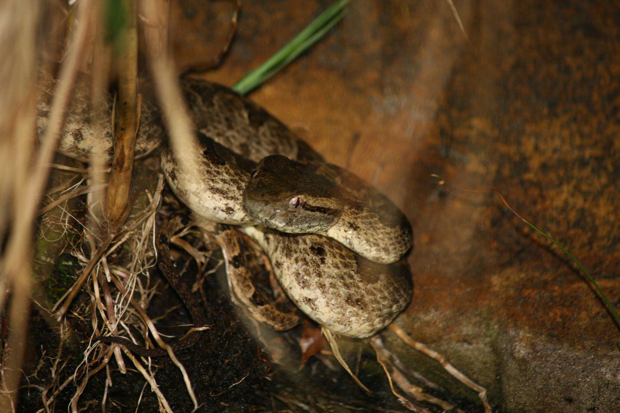 Image of Elegant pitviper