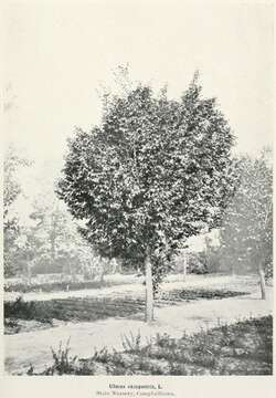 Image of Wych elm