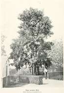 Image of Wych elm