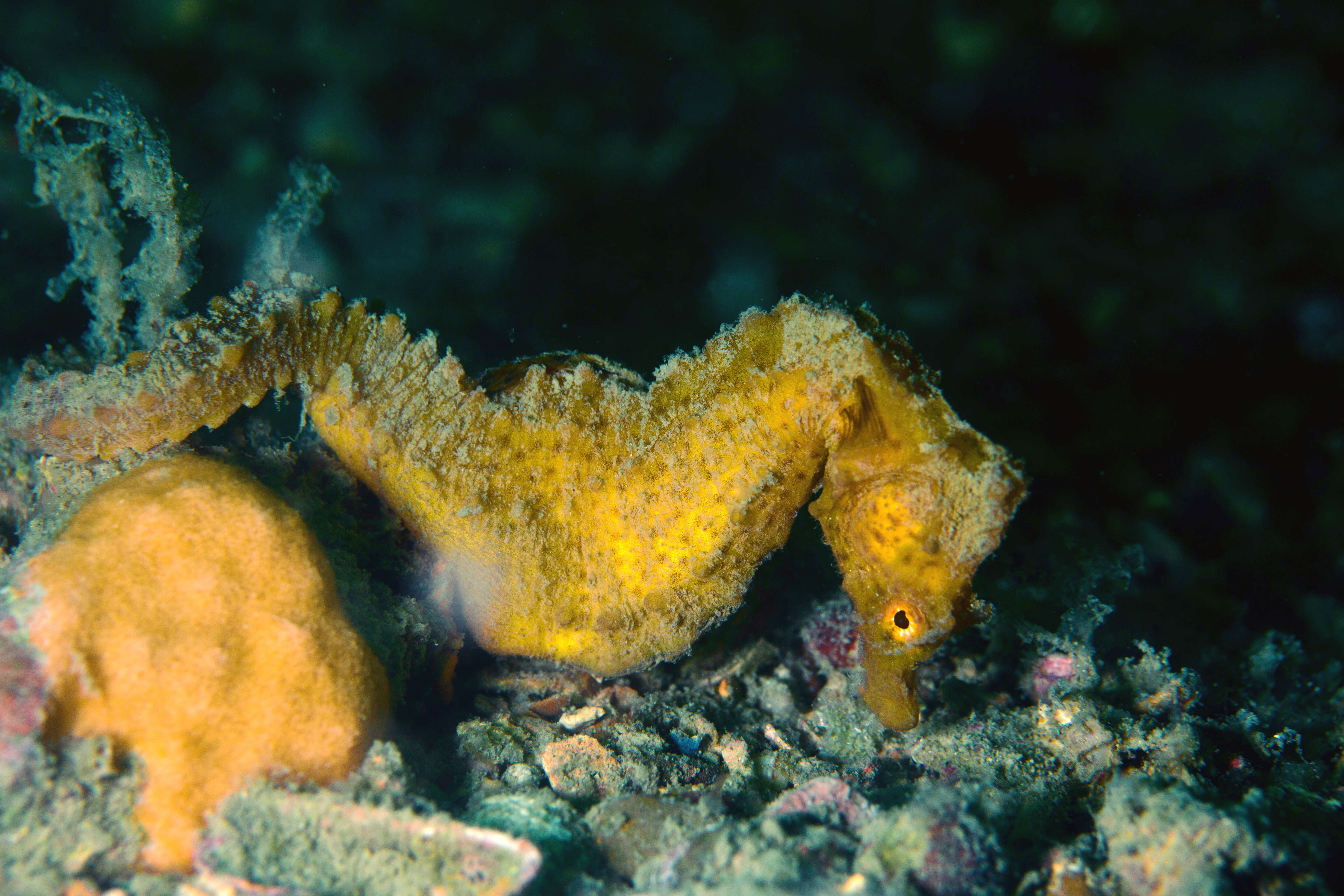 Image of Sea Horse