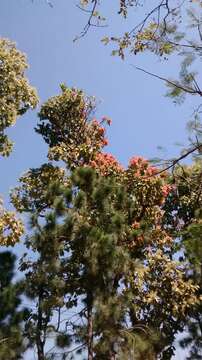 Image of ant tree