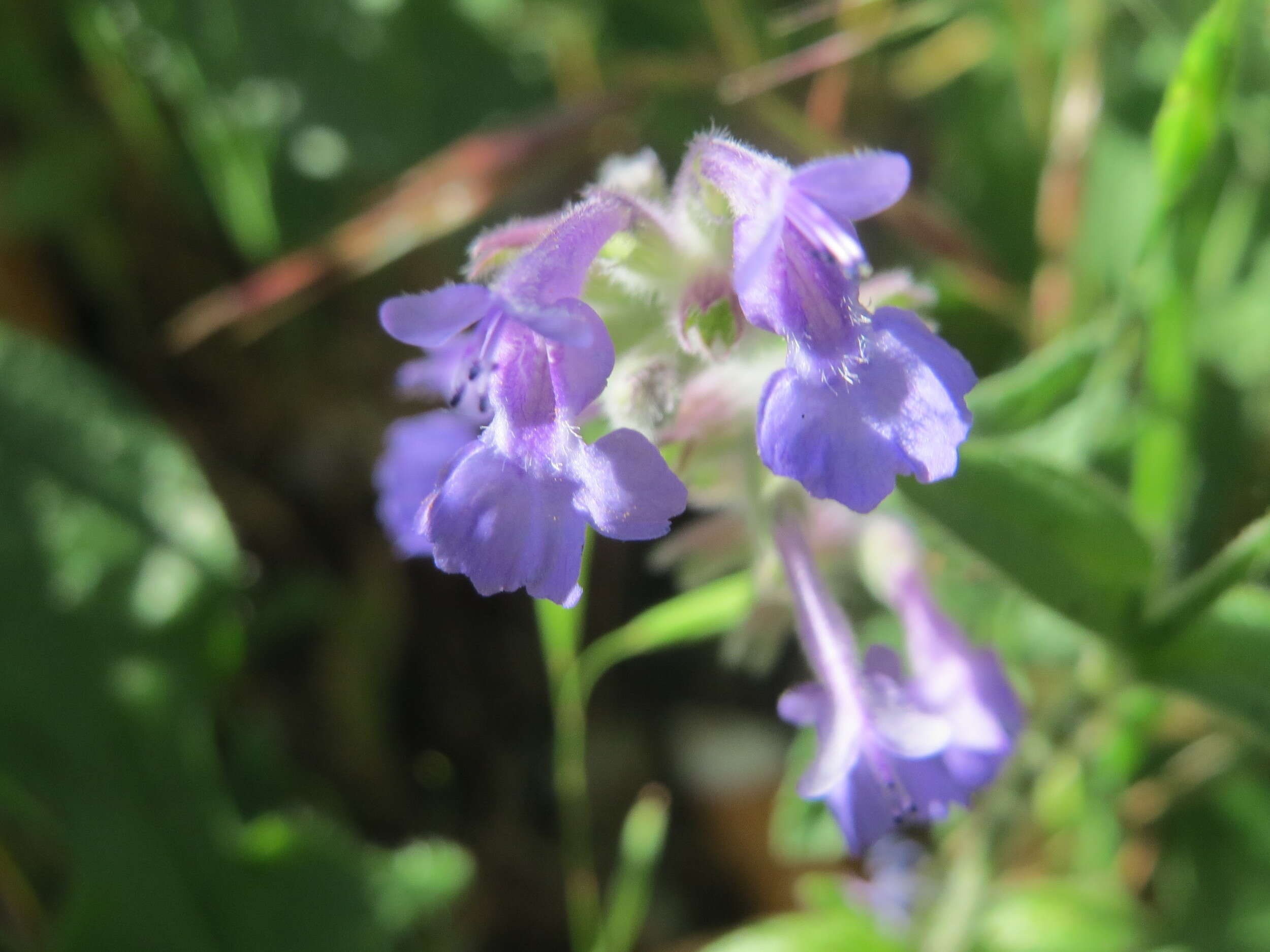 Image of raceme catnip