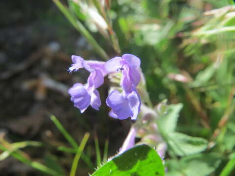 Image of raceme catnip