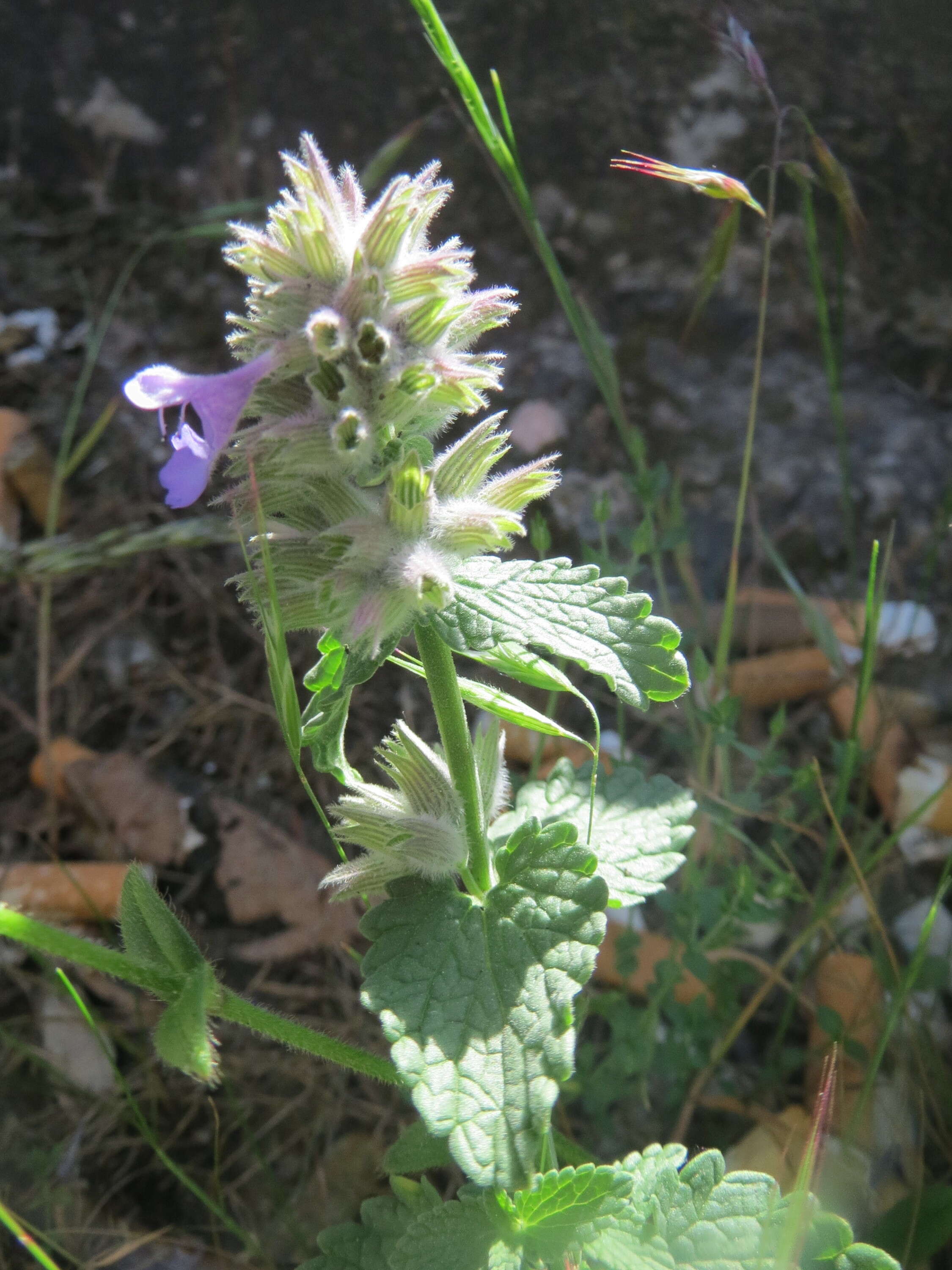 Image of raceme catnip