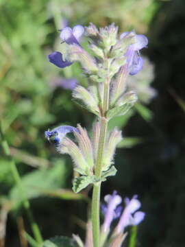 Image of raceme catnip