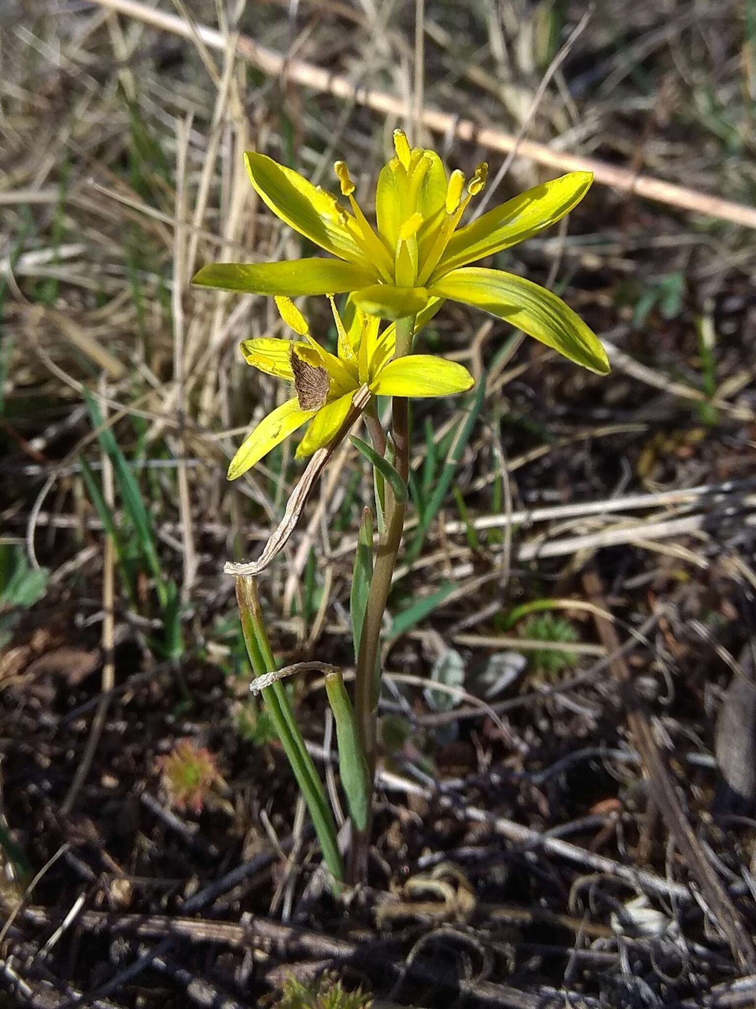 少花顶冰花的圖片