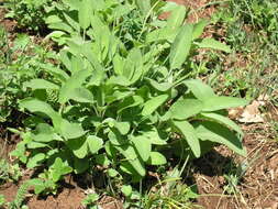 Image of Salvia tomentosa Mill.