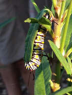 صورة Danaus (Anosia) gilippus Cramer 1775