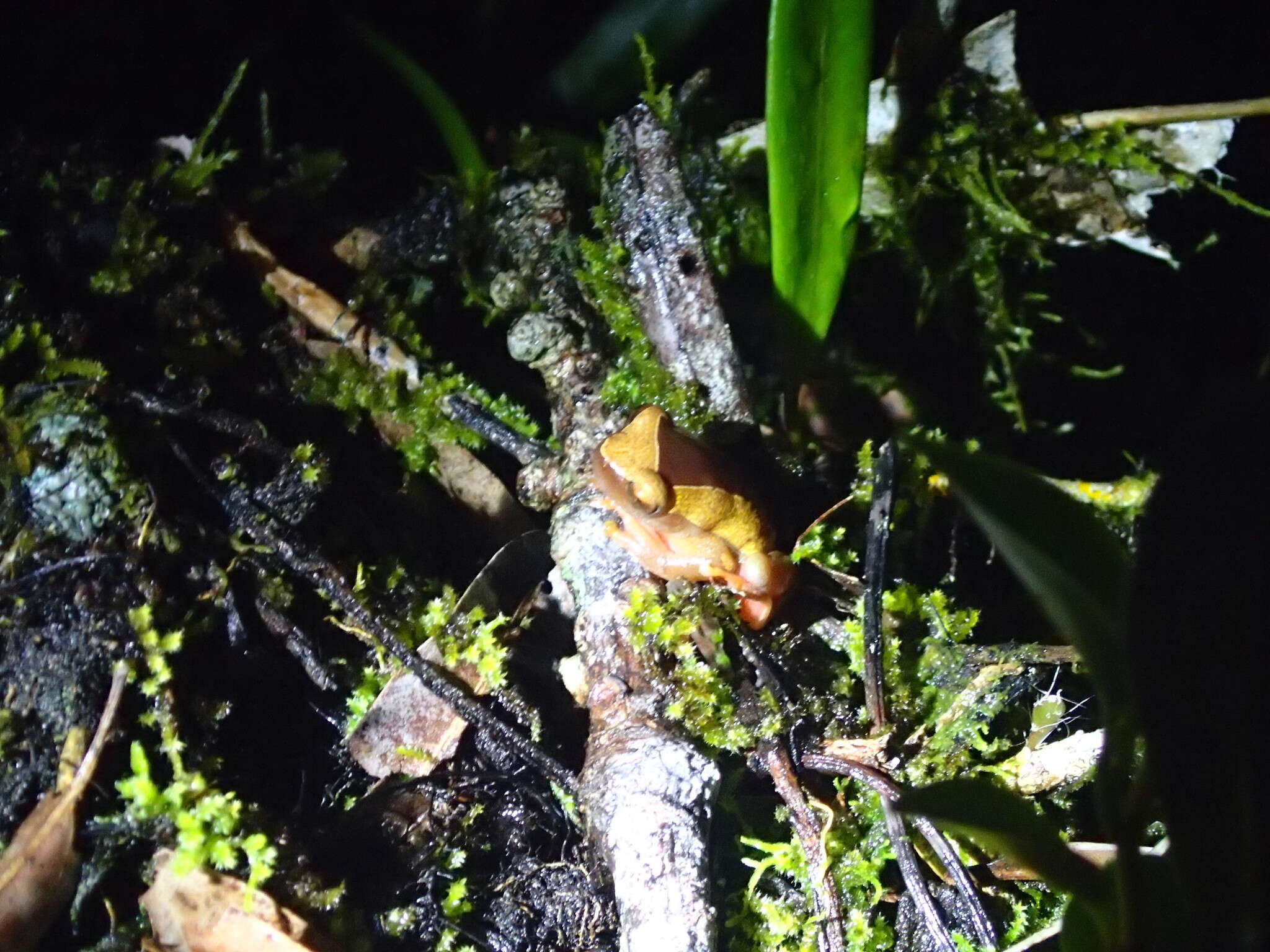 Imagem de Dendropsophus triangulum (Günther 1869)