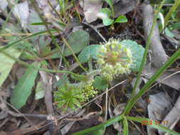 Image de Hydrocotyle laxiflora DC.