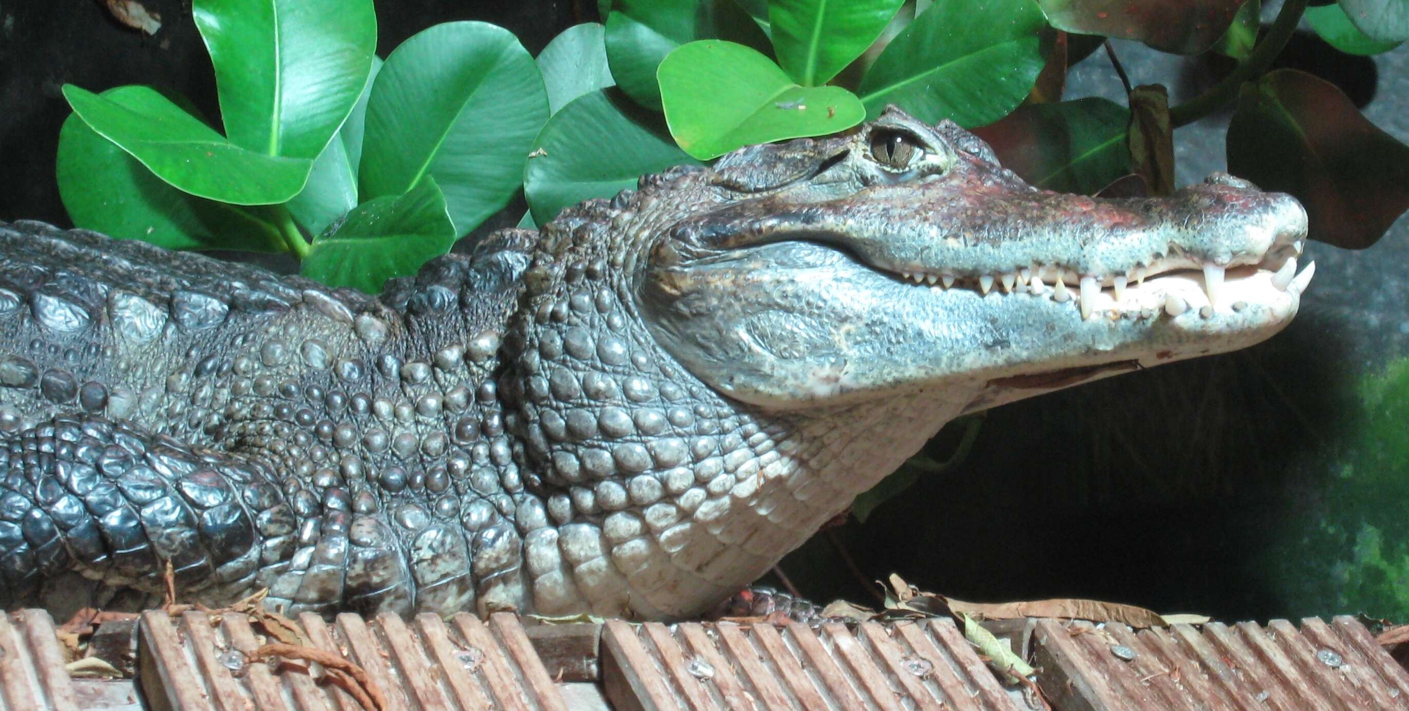 Image of Common Caiman