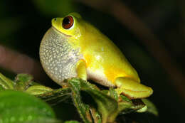 Image of Beddome's bubble-nest frog