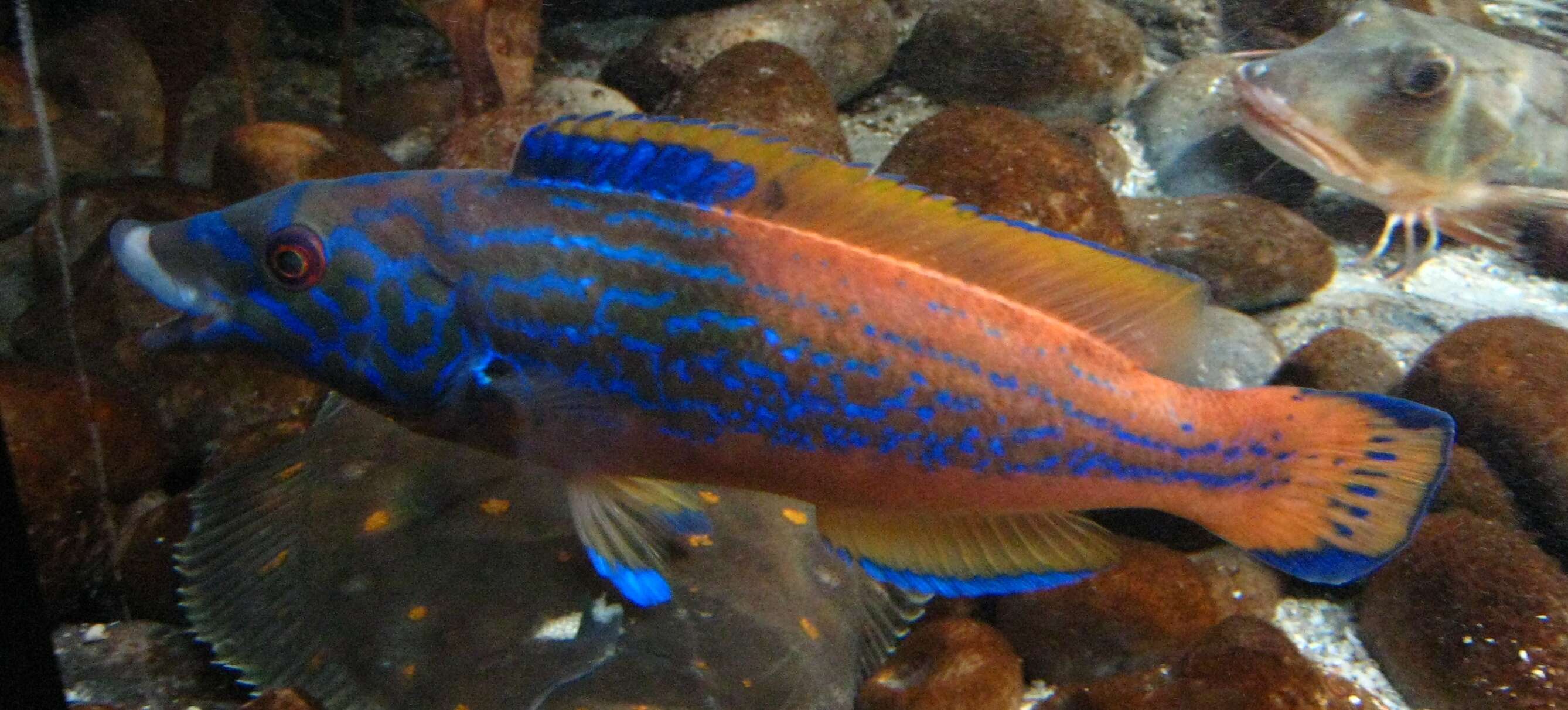 Image of Cuckoo Wrasse