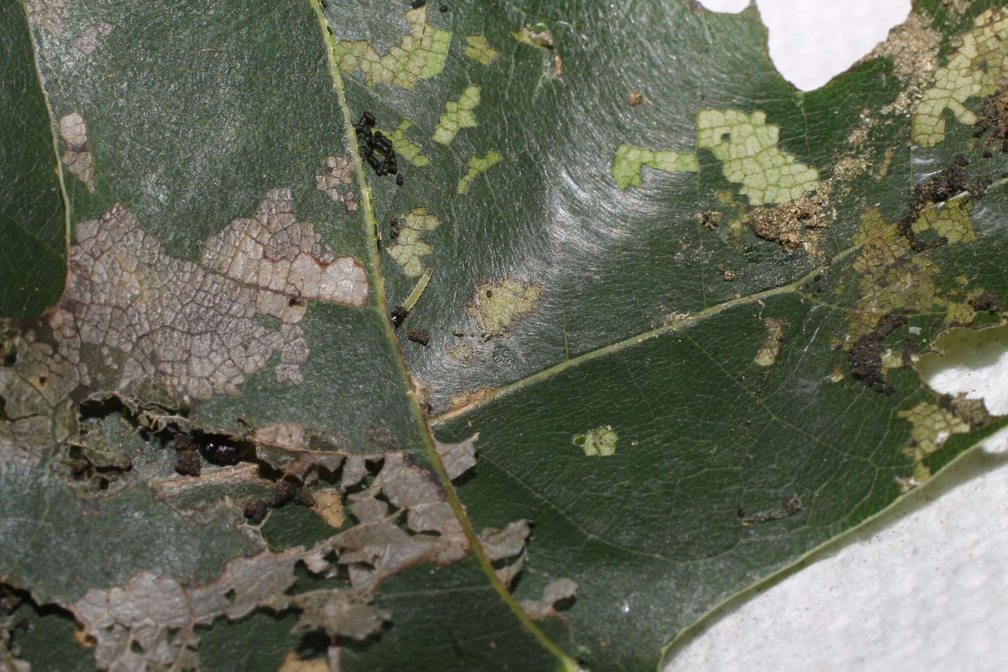 Image of Oak Leaftier