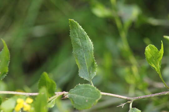 Image of Hop Goodenia