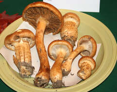 Image of Yellow girdled webcap