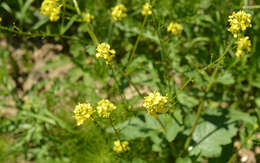 Image of Buckler Mustard