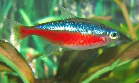 Image of cardinal tetra