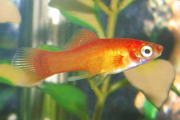 Image of Green swordtail