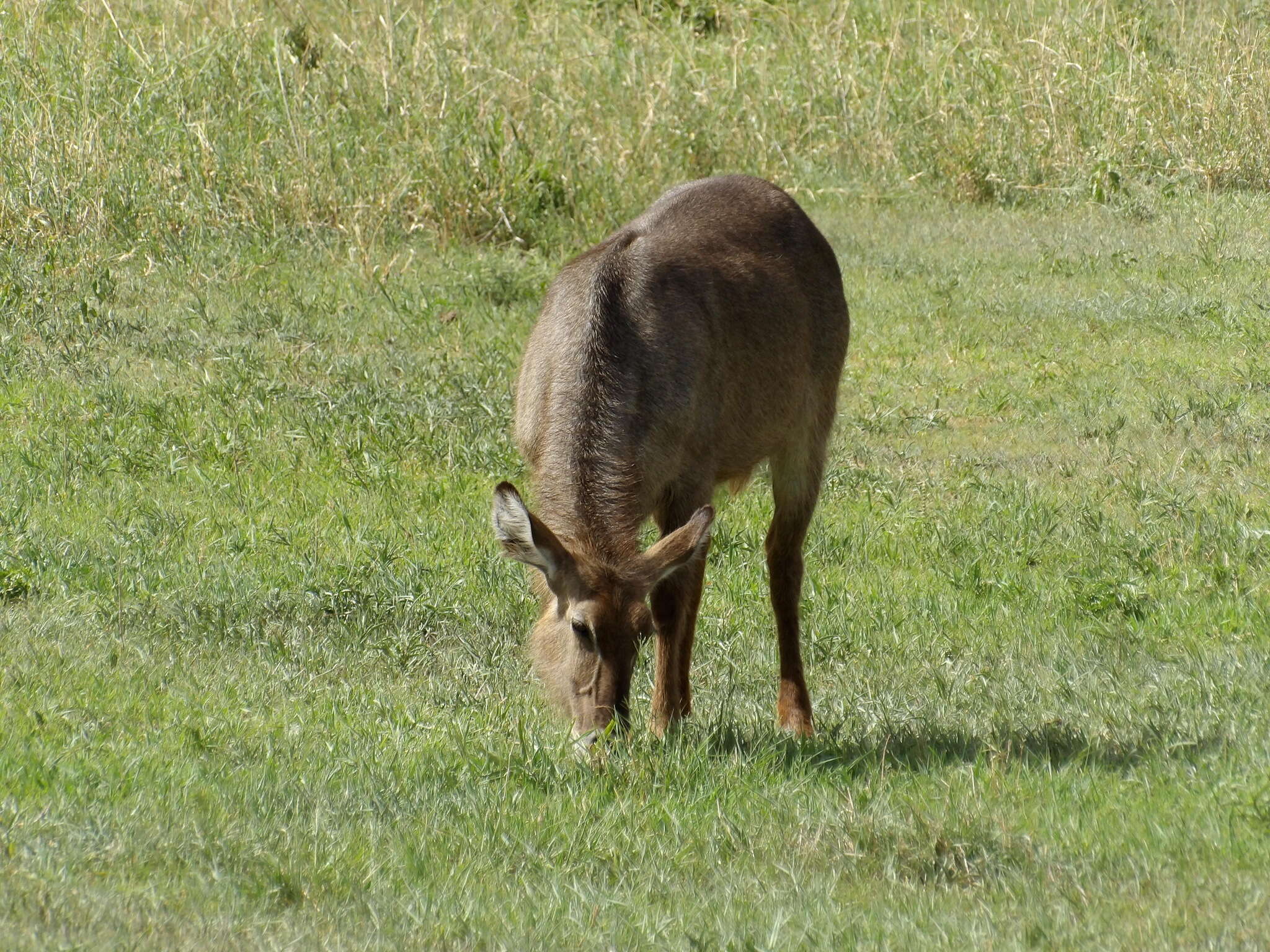 Image of Reduncinae