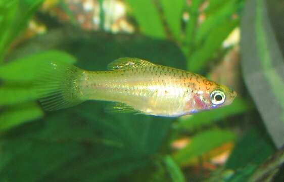 Image of Green swordtail