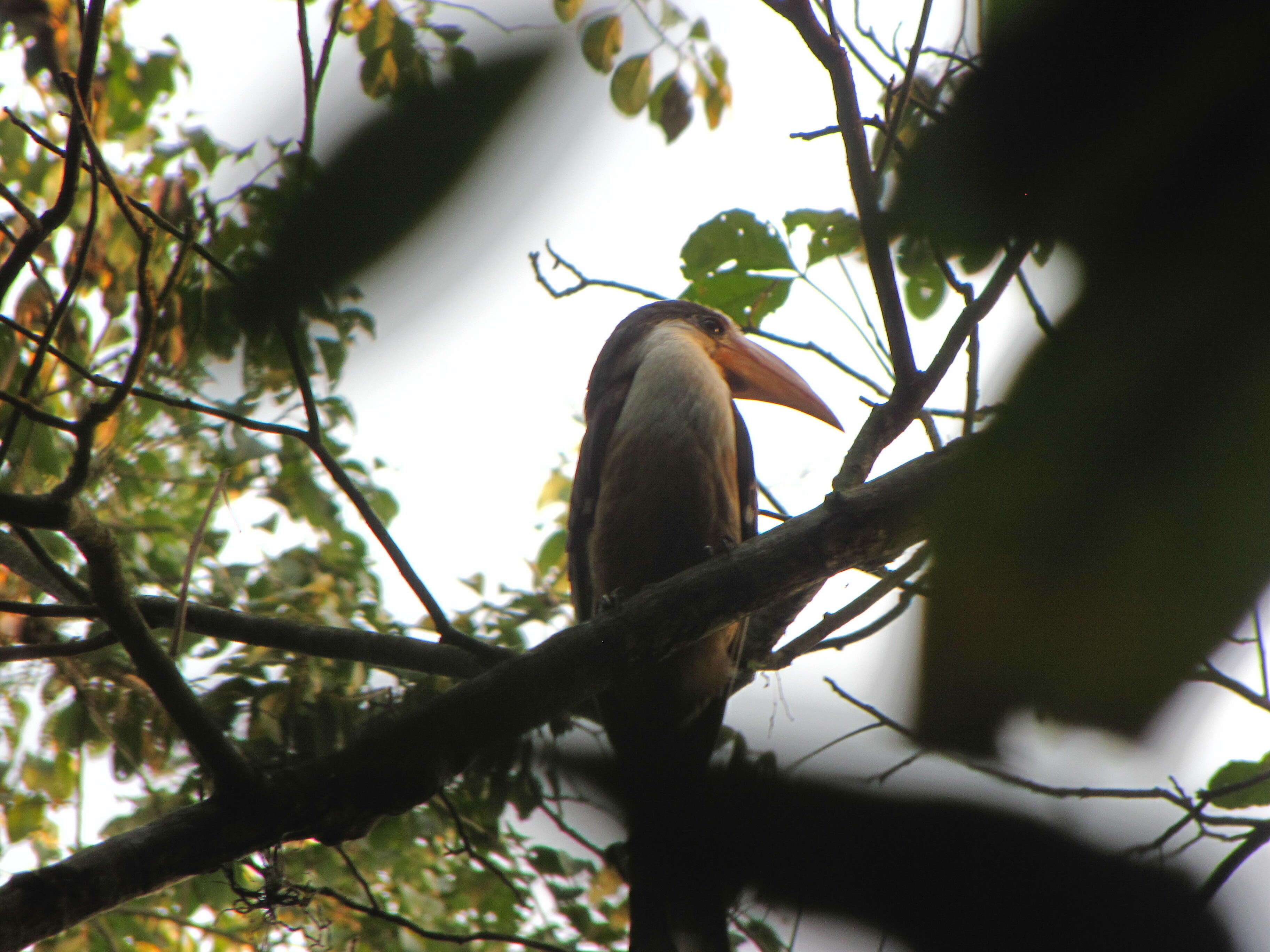 Imagem de Anorrhinus austeni Jerdon 1872