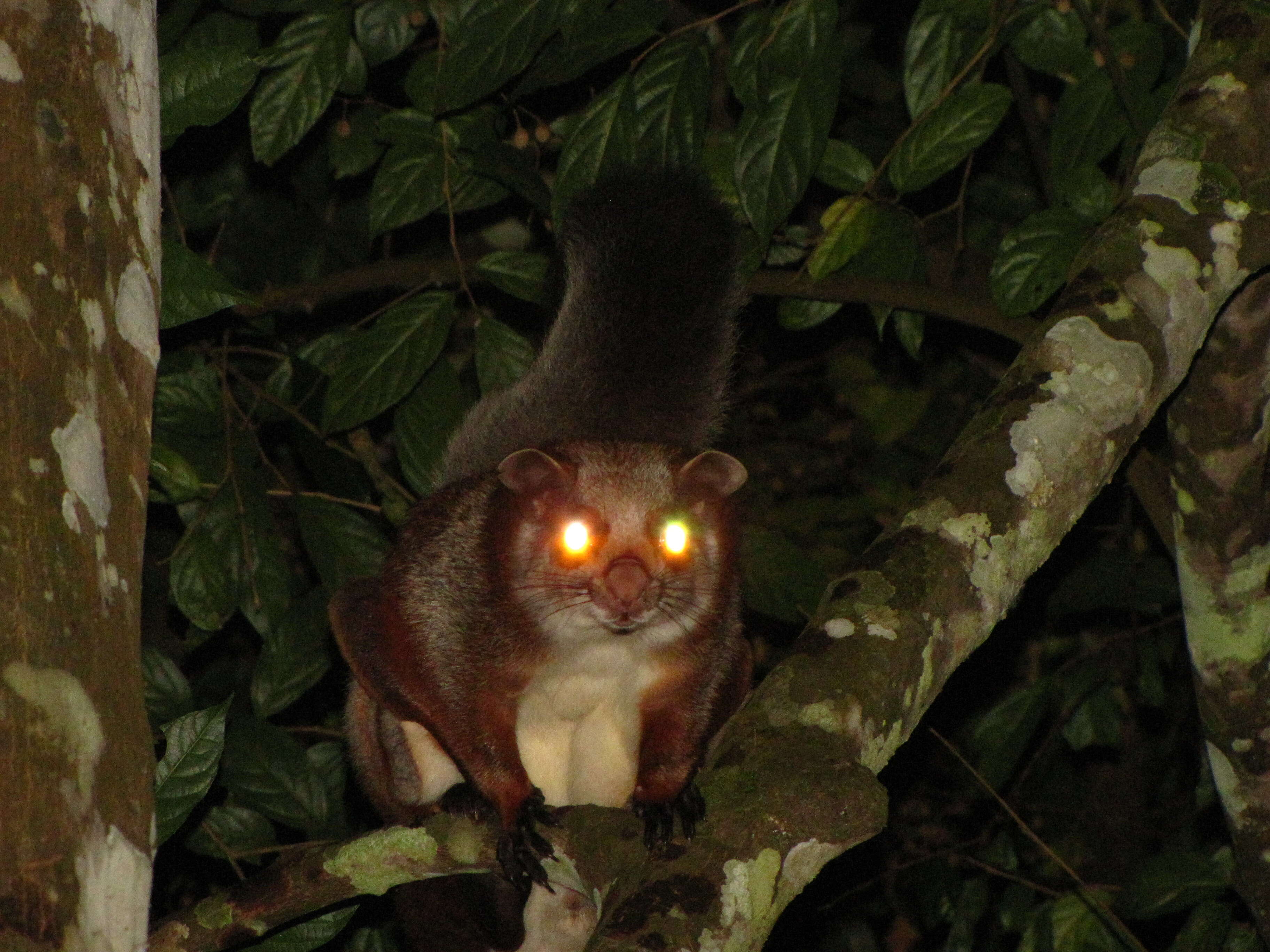 Image of Common Giant Flying Squirrel