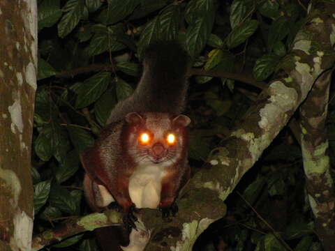 Image of Common Giant Flying Squirrel