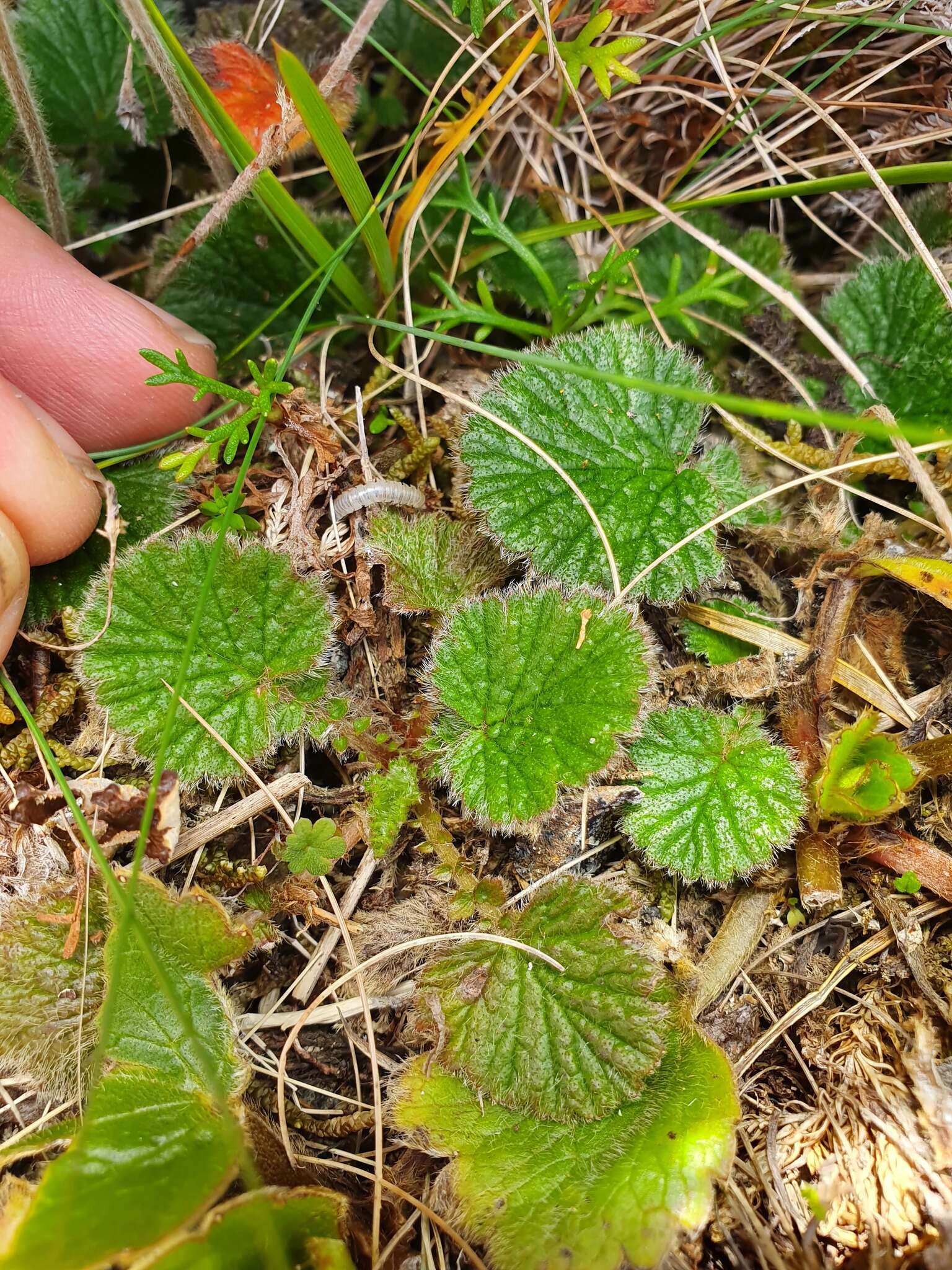 Image of Geum cockaynei (F. Bolle) B. P. J. Molloy & C. J. Webb