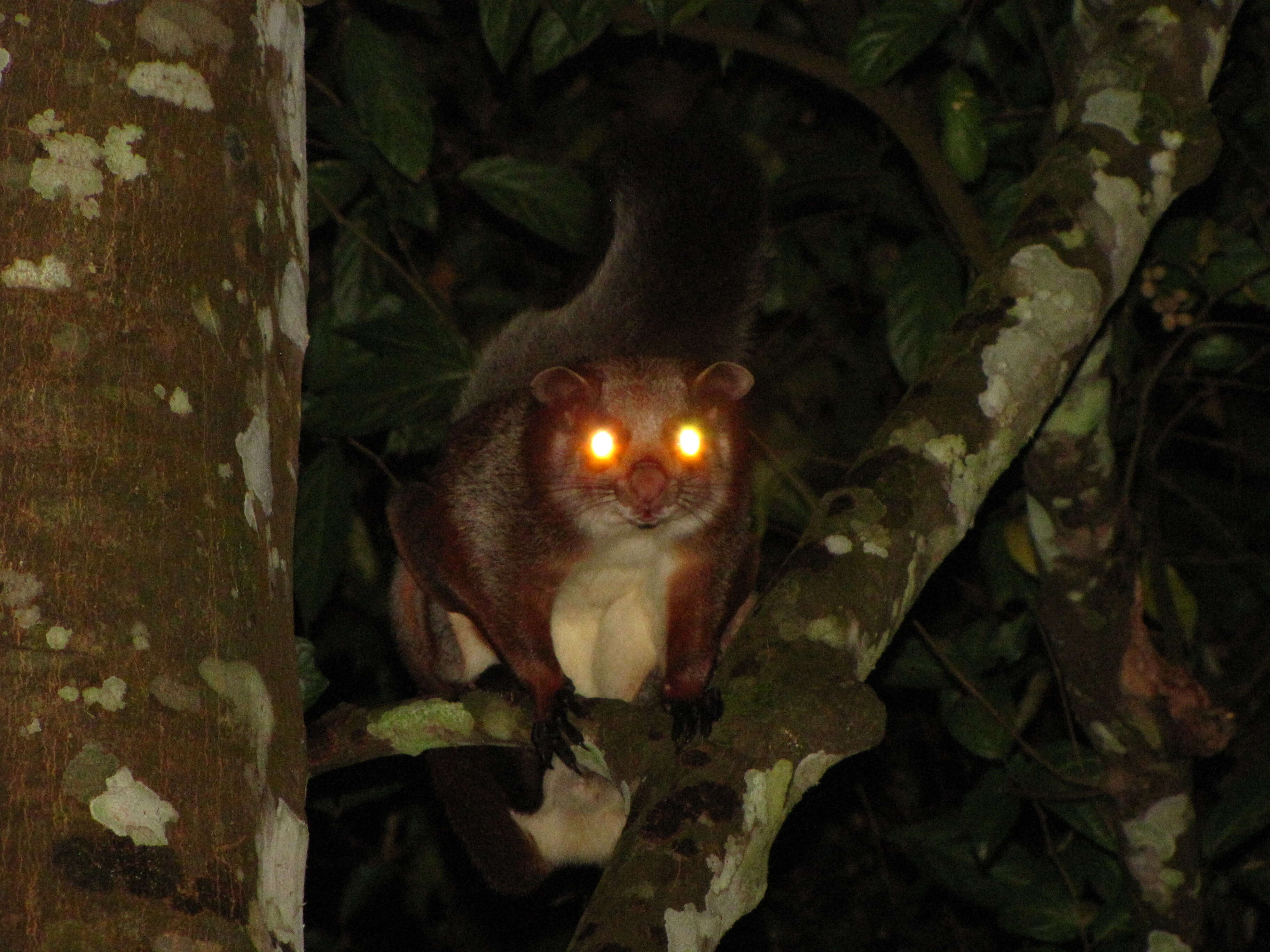 Image of Common Giant Flying Squirrel