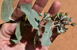 Image of Eucalyptus melanophloia subsp. melanophloia