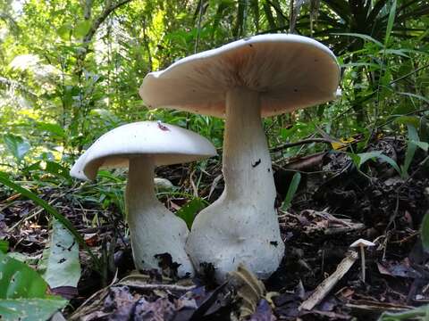 Image of Macrocybe titans (H. E. Bigelow & Kimbr.) Pegler, Lodge & Nakasone 1998