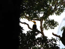 Image of Great Indian Hornbill