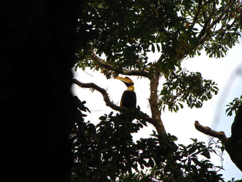 Image of Great Indian Hornbill