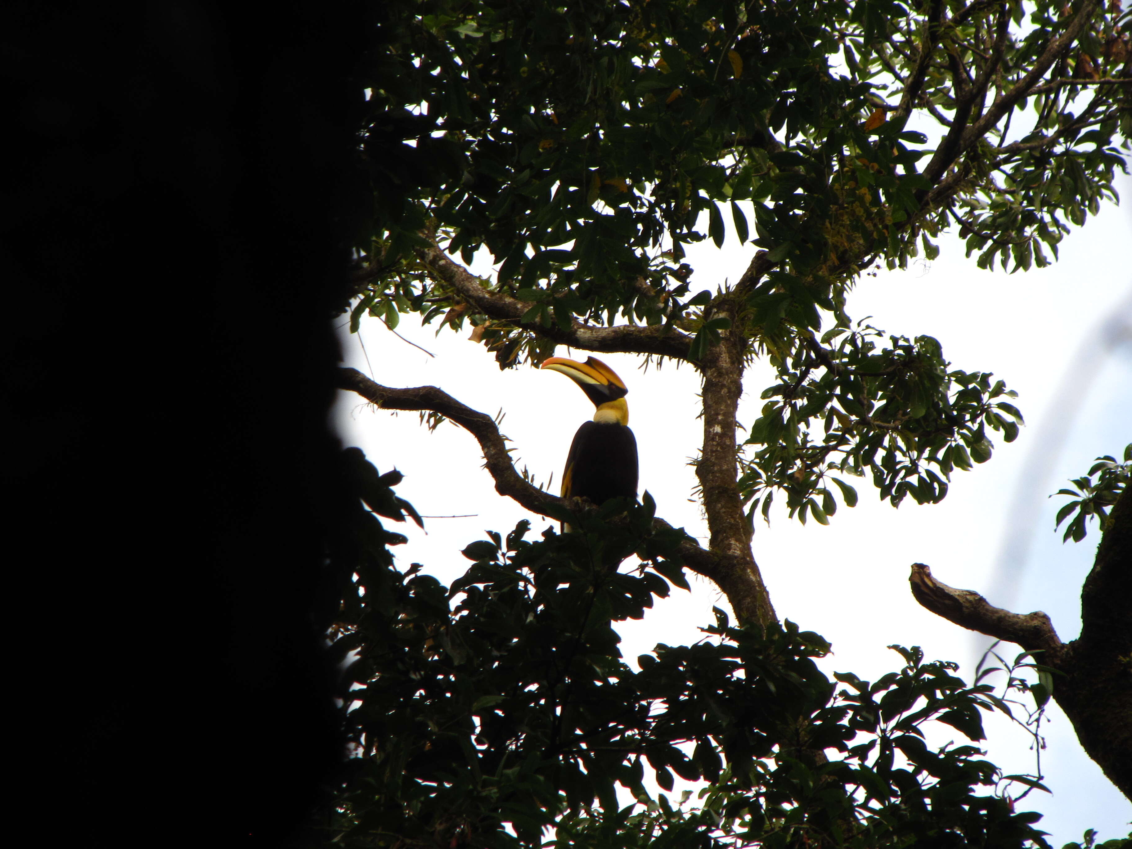 Image of Great Indian Hornbill