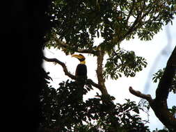 Image of Great Indian Hornbill