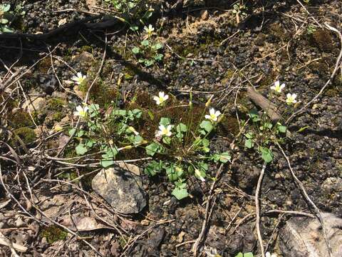 Image of Kentucky glade cress