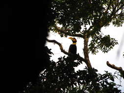 Image of Great Indian Hornbill