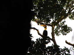 Image of Great Indian Hornbill