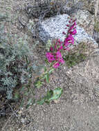 Image of San Jacinto beardtongue