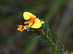 Image of Grey Parrot-Pea