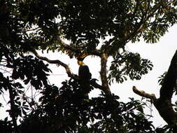 Image of Great Indian Hornbill