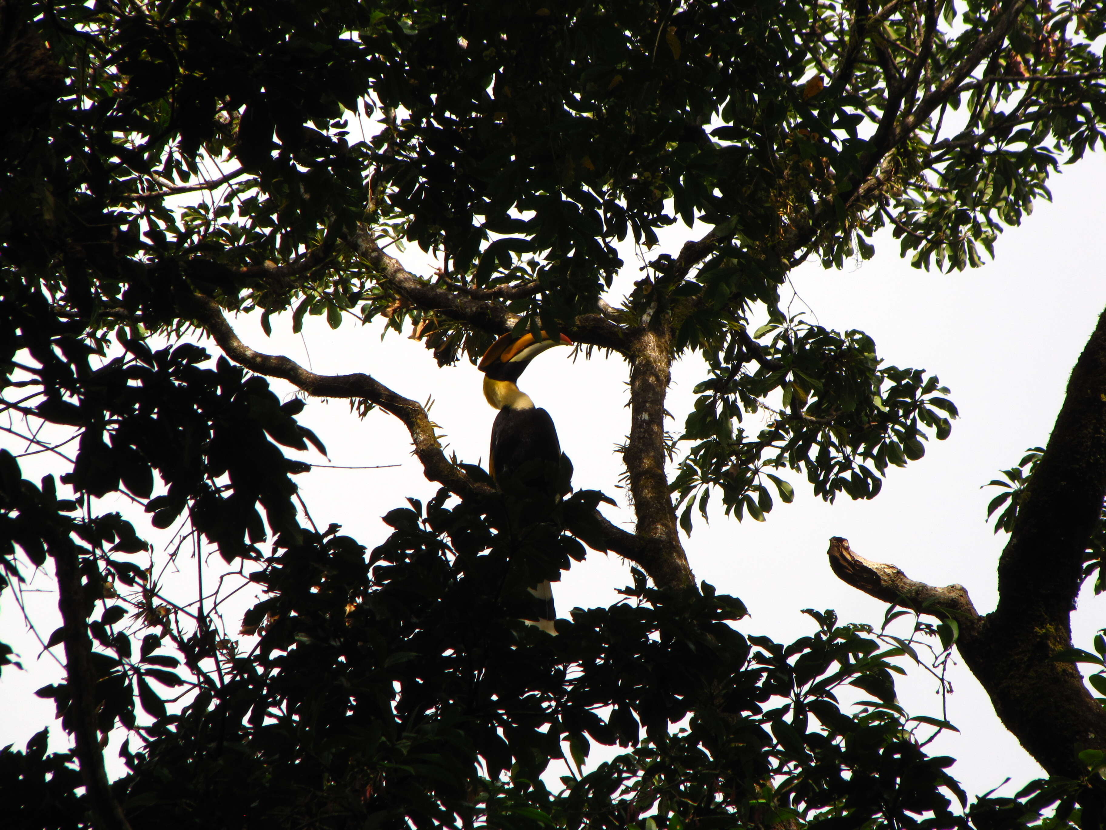 Image of Great Indian Hornbill