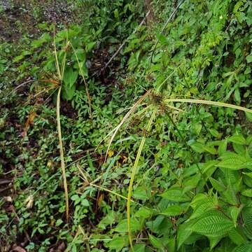 Image of Cyperus luteus Boeckeler