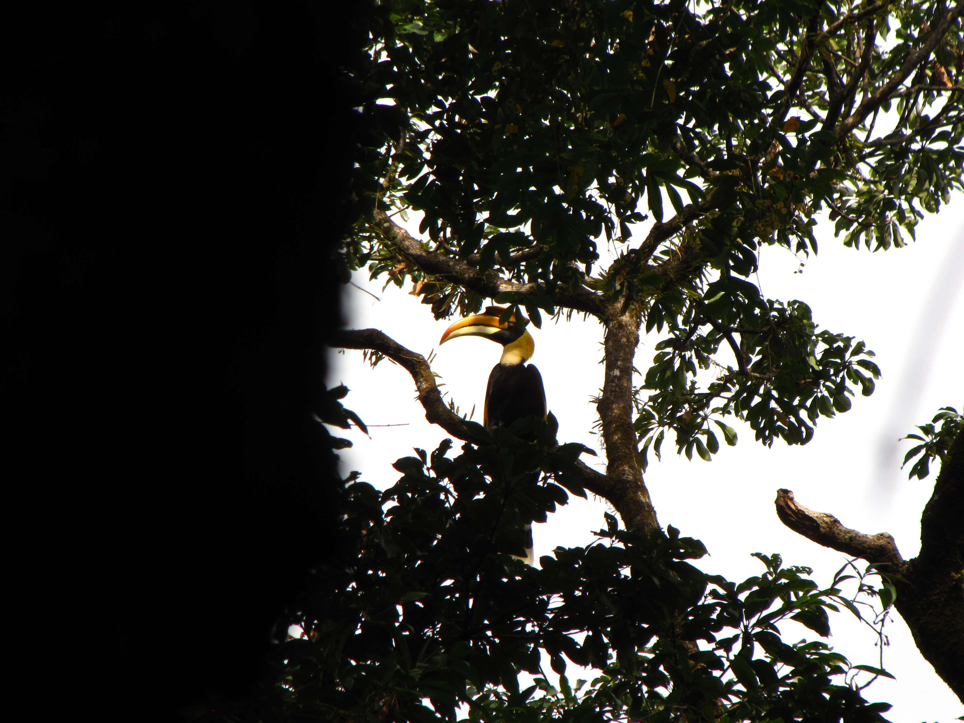 Image of Great Indian Hornbill