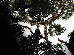 Image of Great Indian Hornbill