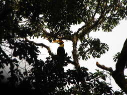 Image of Great Indian Hornbill