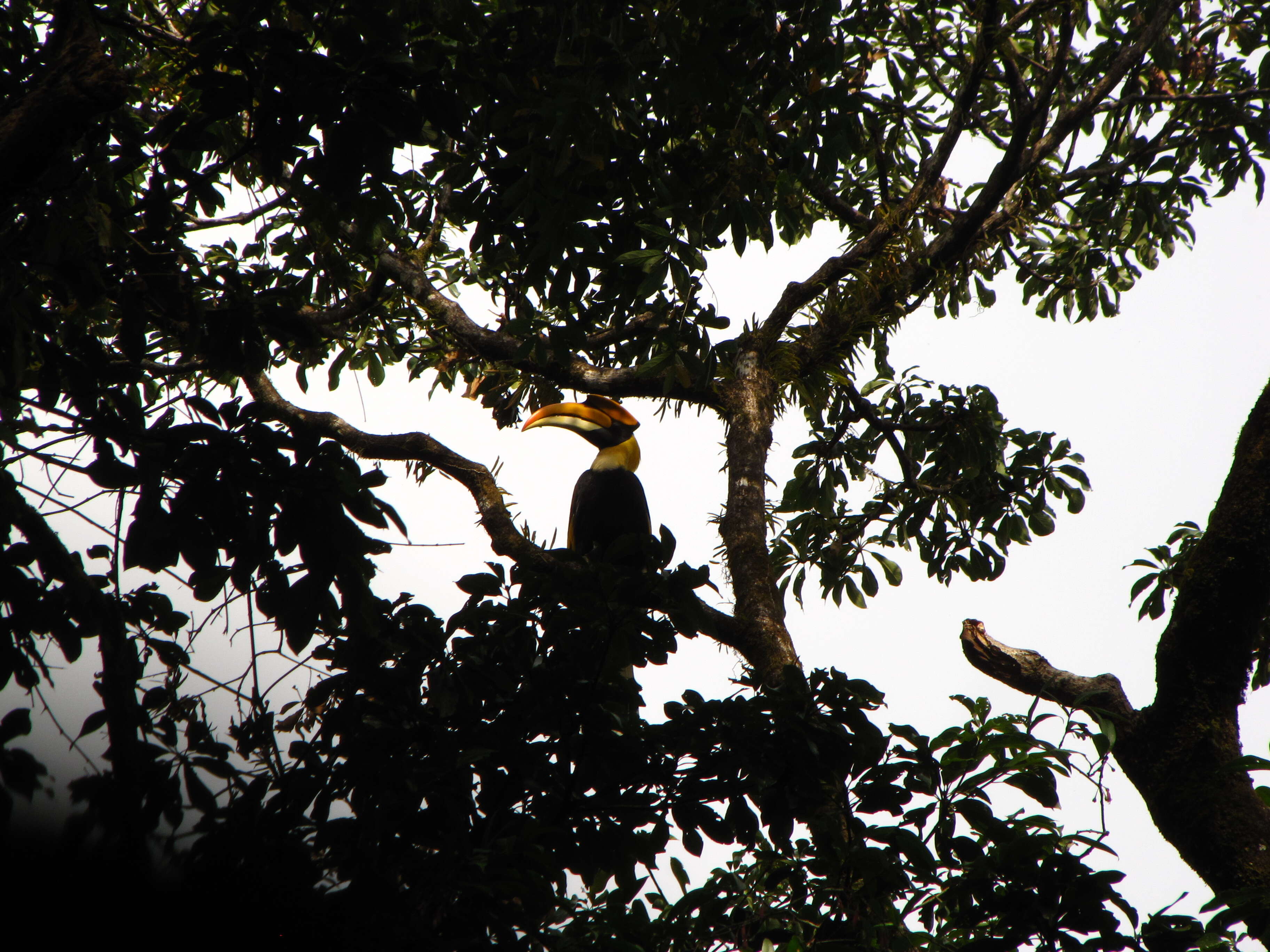 Image of Great Indian Hornbill