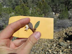 Claytonia panamintensis Stoughton resmi